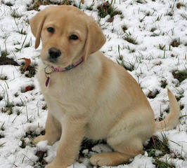 Rippling Spring Puppies, Labs That Will Warm Your Life - Dog Breeders