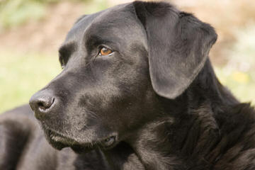 Persimmon Hill Labradors - Dog Breeders