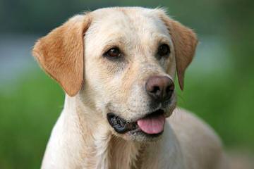 Sister Creek Labradoodles In Beautiful Sisterdale Texas! - Dog Breeders