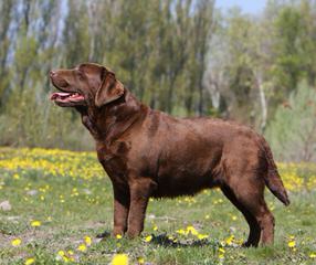 Countryveiw Labradors - Dog Breeders