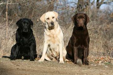 Quality Blk, Ylw And Chlt Labradors! - Dog Breeders