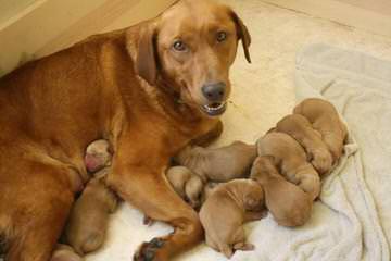 Startop Labradors - Dog Breeders