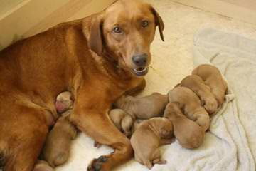 Feltner Family White Labs - Dog Breeders