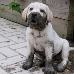 Rifle Creek Labradors - Dog Breeders