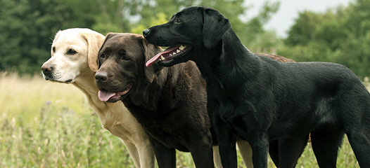 Free Rott/Lab Mix - Dog Breeders