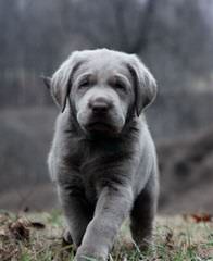 Chocolate Labs Hunting, Pet Or Service Dogs - Dog Breeders