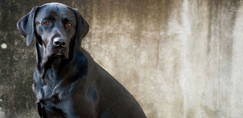 Retrievers on the Red River - Dog and Puppy Pictures