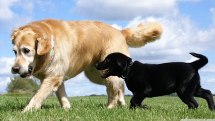 Apple Blossom Labradors - Dog Breeders