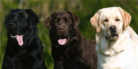 Cameswon Labradors - Dog Breeders