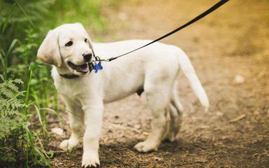 White Golden Retrievers - Dog Breeders