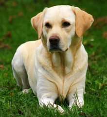 Tuckwet labradors - Dog Breeders