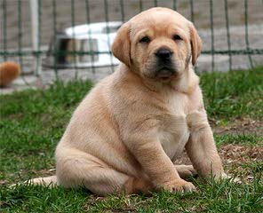 Feltner Family White Labs - Dog Breeders