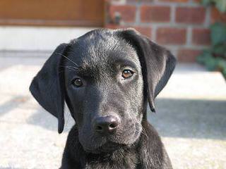 Akc/Ofa English Chocolate Labs - Dog Breeders