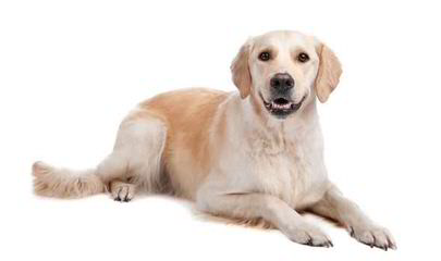 Countryview Labrador Retrievers - Dog Breeders