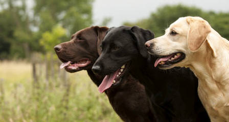 Pine Ridge Labradors - Dog Breeders