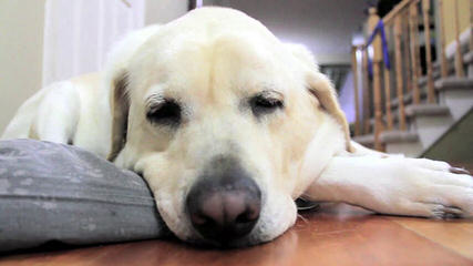 Beautiful Lab/Retriever Puppy - Dog Breeders