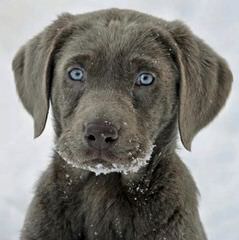 Inian Creek Retrievers - Dog Breeders