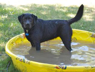 Northern Michigan Labradors - Dog Breeders