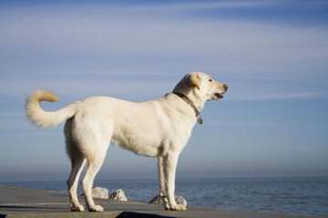 Mateer Labrador Retrievers - Dog Breeders