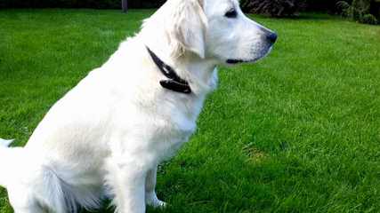 Trinity Labrador Retrievers - Dog Breeders