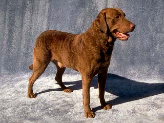 Shimmering Labradors - Dog Breeders
