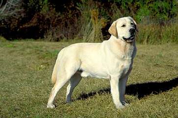 Playful Lab Paws - Dog Breeders