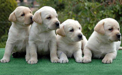 Yellow Labs - Dog Breeders