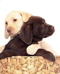 Playful Lab Paws - Dog Breeders