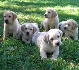 Akc English Block Black Labrador Puppies - Dog and Puppy Pictures