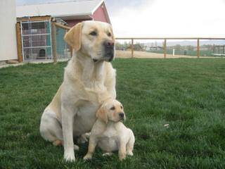 Persimmon Hill Labradors - Dog Breeders