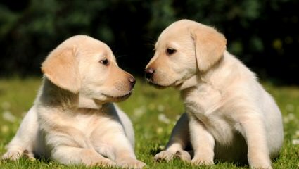 Beautiful Lab/Retriever Puppy - Dog Breeders