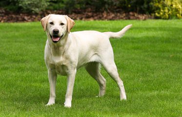 Wintergate Labradors - Dog and Puppy Pictures