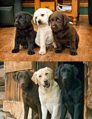 White And Creme And Choc Labradors-Health Guaranteed - Dog and Puppy Pictures