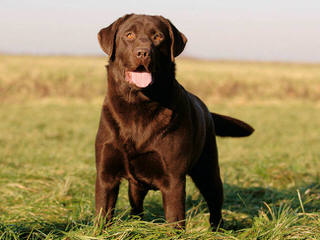 Queens Royal Labradors - Dog Breeders