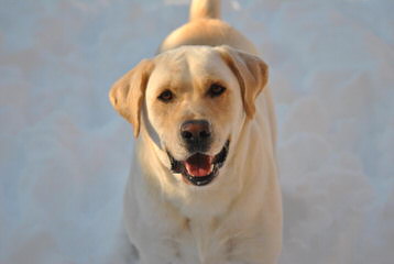 Akc White Lab Puppies - Dog Breeders