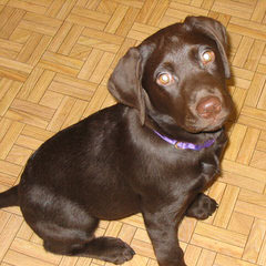 Kellogg Kennel Chocolate Lab Pups - Dog Breeders