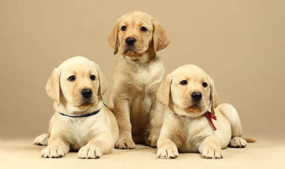 Dutch Acres Labradors - Dog and Puppy Pictures