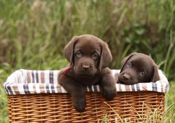 Akc/Ofa English Chocolate Labs - Dog Breeders