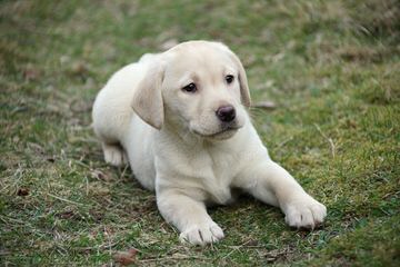 Pine Ridge Labradors - Dog and Puppy Pictures