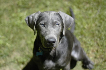 Silver And Charcoal Labs - Dog Breeders