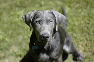 Mateer Labrador Retrievers - Dog Breeders