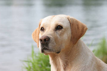 Ganderhill Labrador Retrievers - Dog and Puppy Pictures