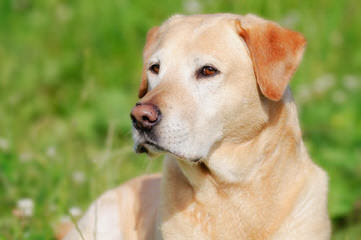 bird crazy gun dogs - Dog Breeders