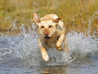 Mateer Labrador Retrievers - Dog and Puppy Pictures