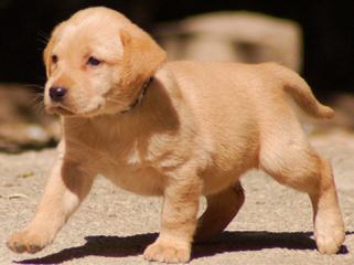 Ch Sired English Bred Lab Puppies - Dog and Puppy Pictures