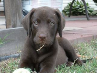 Ellendale Labradors - Dog and Puppy Pictures