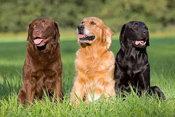 MoonLit Labradors - Dog Breeders