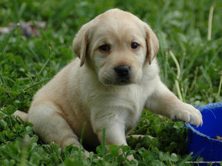 2 Lab Pups, Chocolate Males 14 Weeks - Dog Breeders