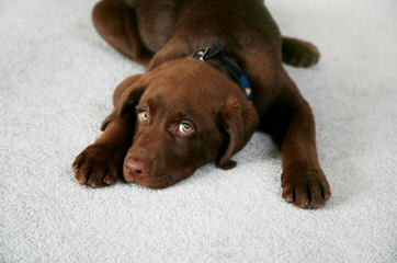 One Male Chocolate Lab Puppy For Sale - Dog Breeders