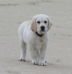 White Golden Retrievers - Dog Breeders